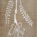 Kowhai