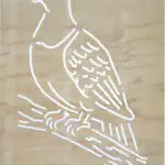 Wood Pigeon - Kererū